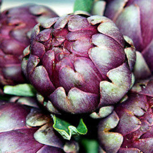 Violet de Provence Artichoke - Cynara scolymus - 10 Seeds
