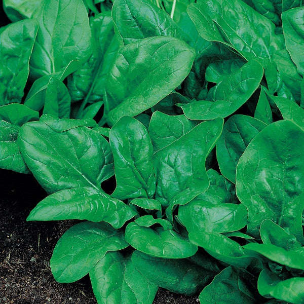 Matador Baby Leaf Spinach - Bulk Vegetable Seeds - 50 grams