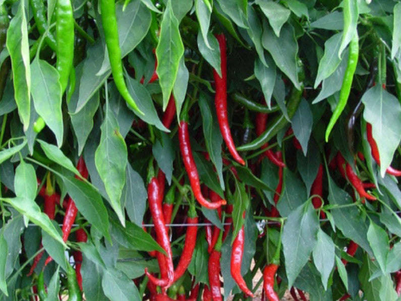 Rajah F1 Hybrid Chilli Pepper - Capsicum Annuum - 20 Seeds
