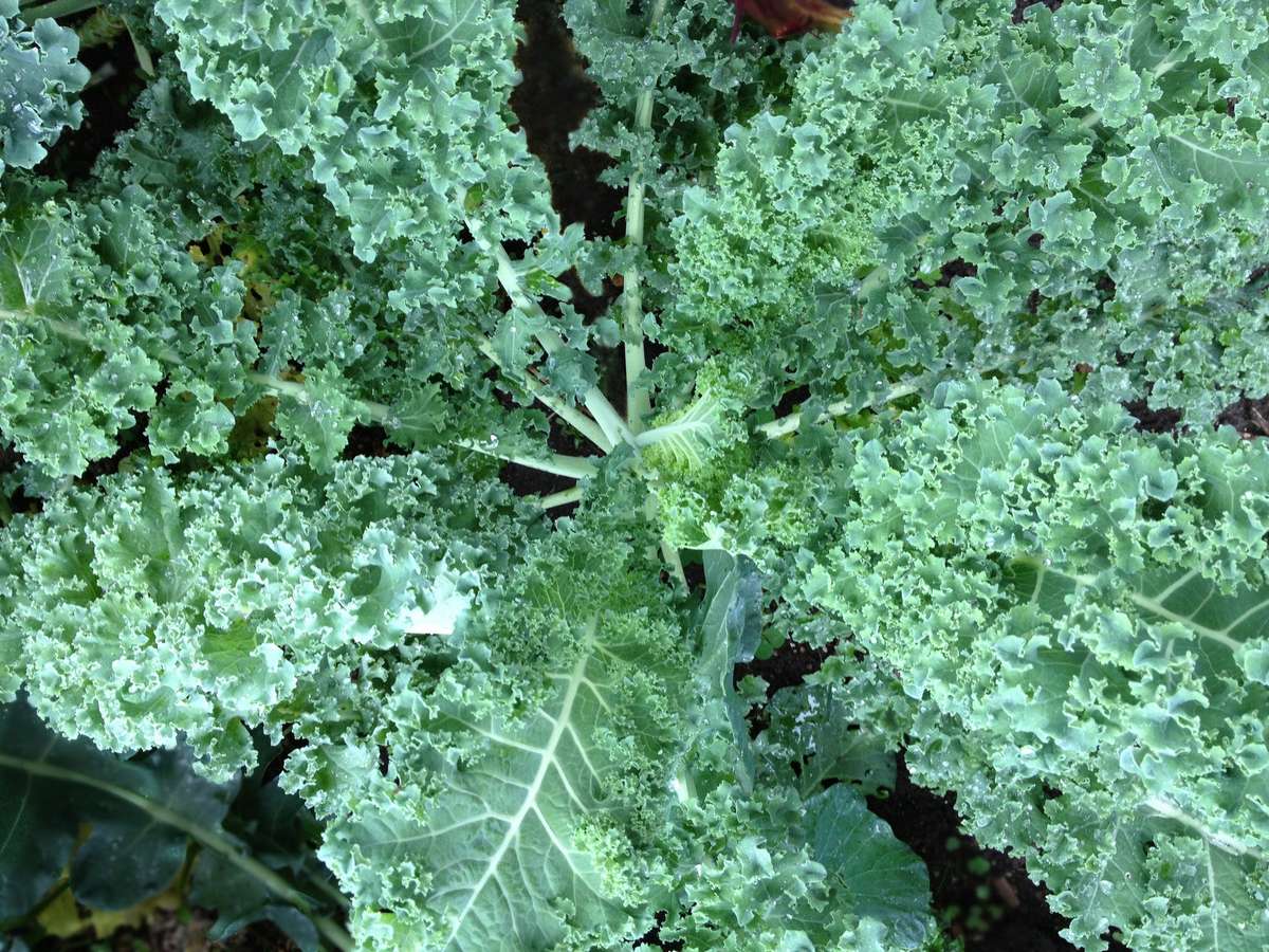 Vates Blue Curled Scotch Kale / Curly Kale - Brassica oleracea var. acephala - Vegetable - 100 Seeds