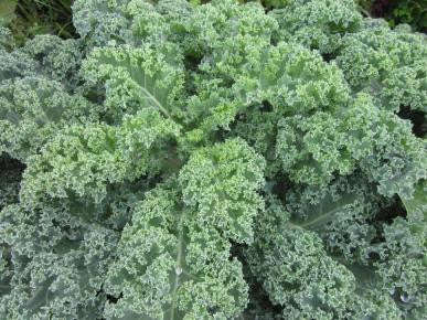 Vates Blue Curled Scotch Kale / Curly Kale - Brassica oleracea var. acephala - Vegetable - 100 Seeds
