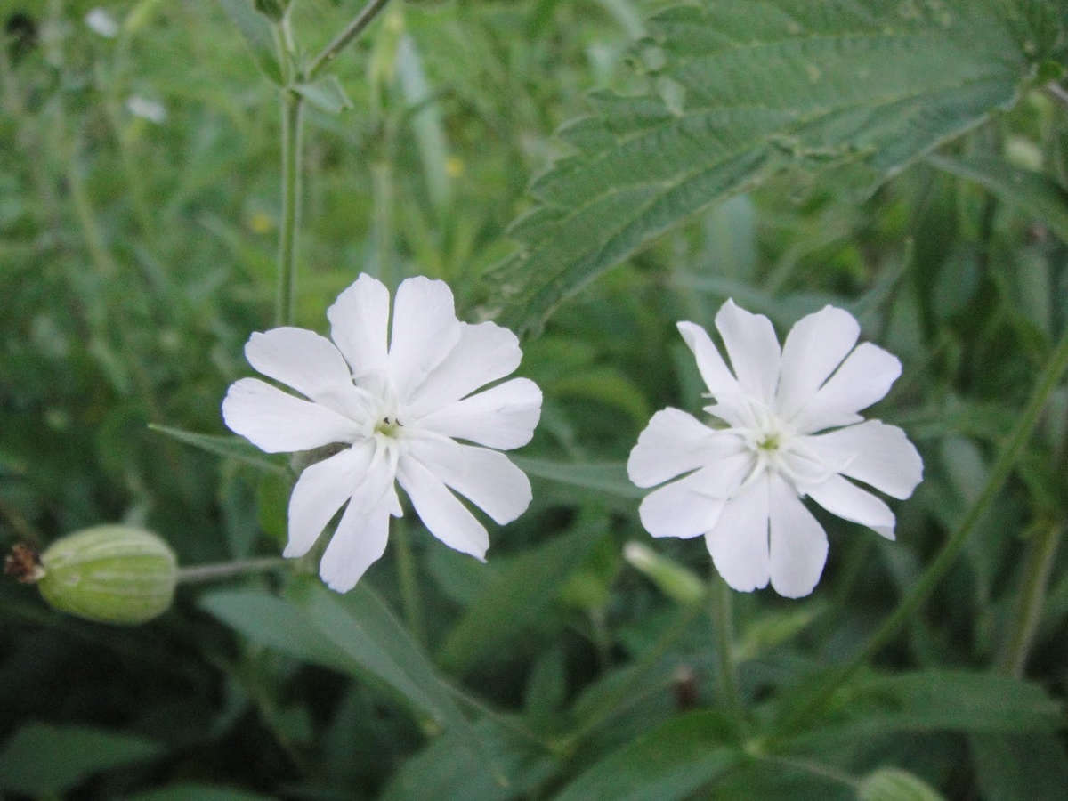 Silene undulata - Silene capensis - African Dream Root- Indigenous South African Perrenial Shrub ...