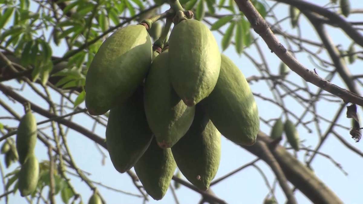 White Silk Cotton Tree - Kapok - Exotic Tree / Bonsai - Ceiba pentandra - 5 Seeds