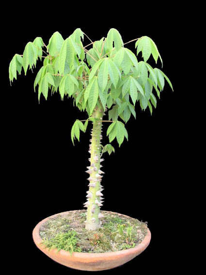 White Silk Cotton Tree - Kapok - Exotic Tree / Bonsai - Ceiba pentandra - 5 Seeds