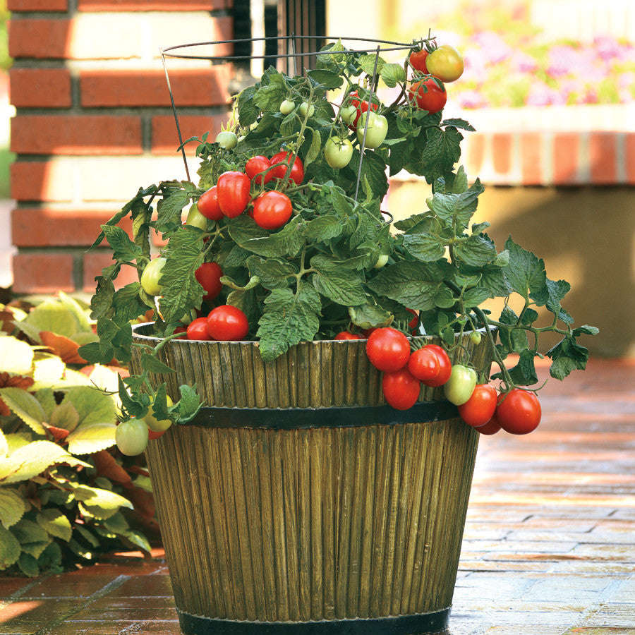 Little Napoli Hybrid Roma Type Cocktail Tomato - Container Hanging Basket Trailing Tomato - Lycop...