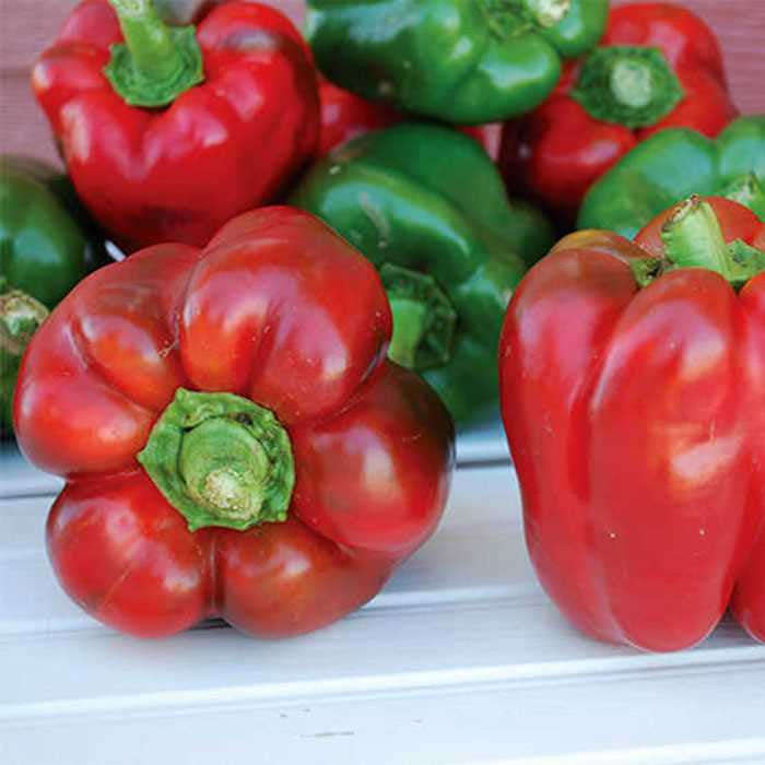 King of the North Sweet Bell Pepper - ORGANIC - Heirloom Vegetable - 10 Seeds