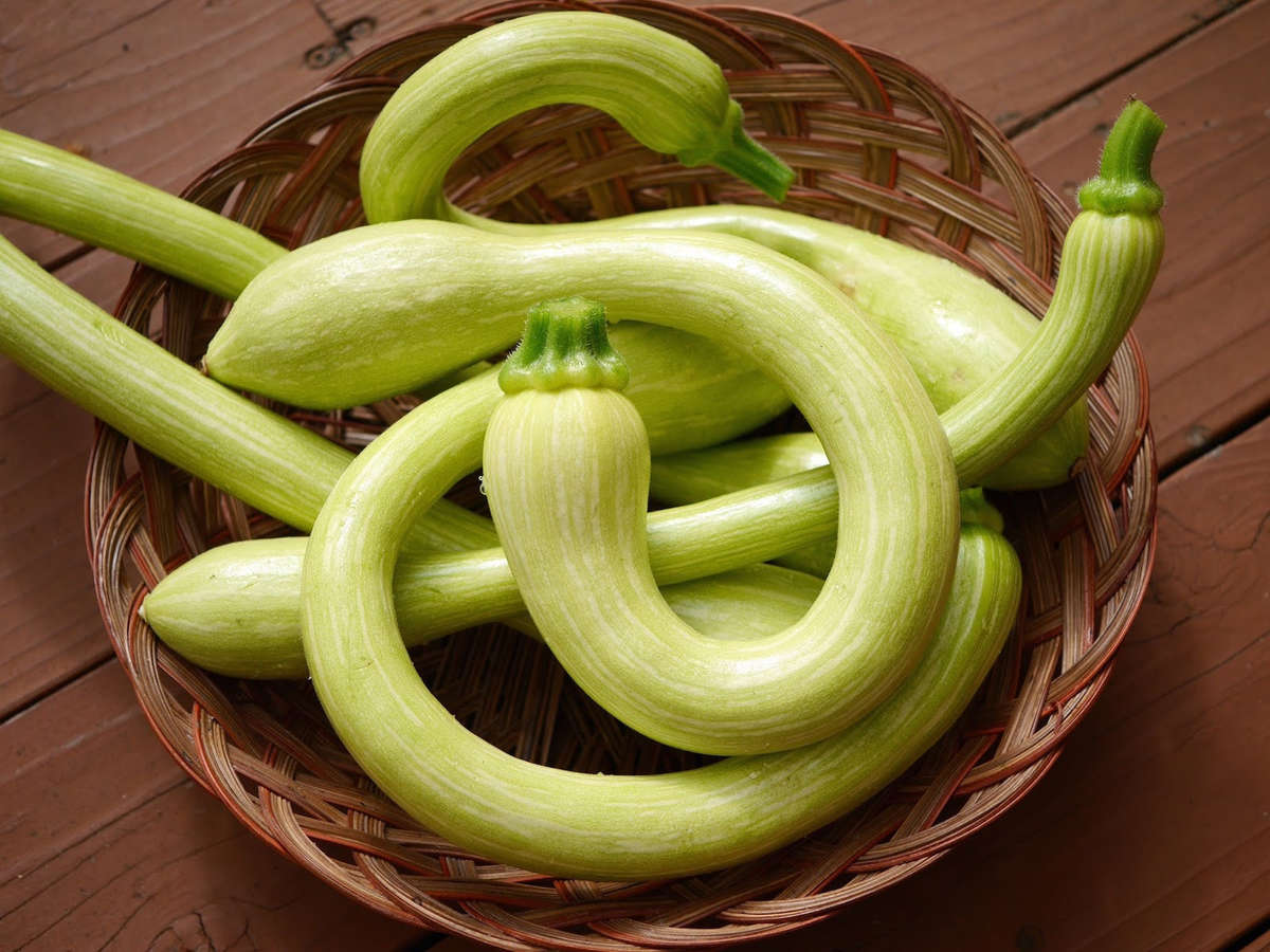 Trombetta di Albenga Squash - ORGANIC - Italian Heirloom Vegetable - 10 Seeds