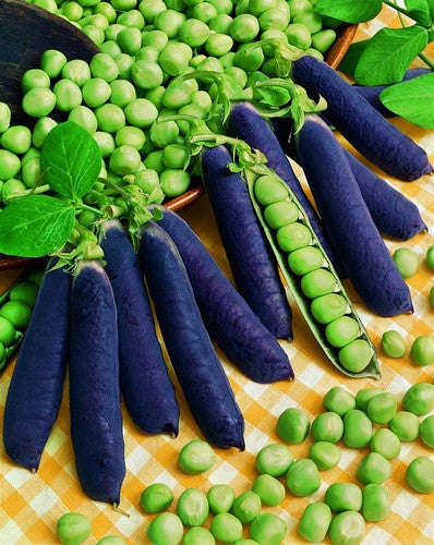 Blue Shelling Peas - Pisum sativum - Heirloom Vegetable - 20 Seeds