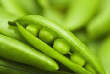 Tom Thumb Peas - Pisum sativum - Heirloom Vegetable - 20 Seeds