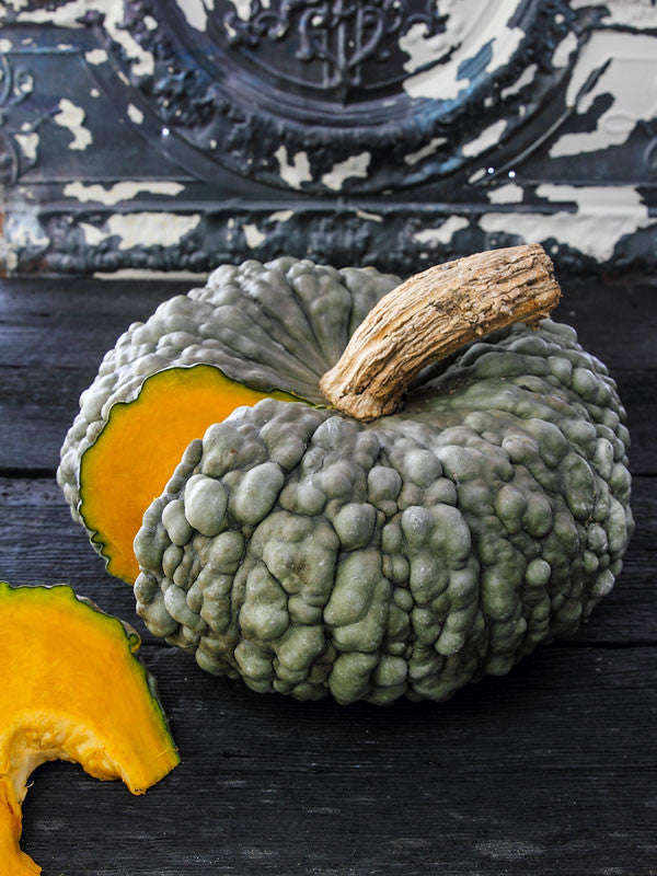 Marina de Chioggia squash - Cucurbita maxima - Heirloom Vegetable - 5 Seeds