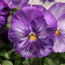 Pansy Matrix Lavender Shades - Viola wittrockiana - Annual Flower - 10 Seeds
