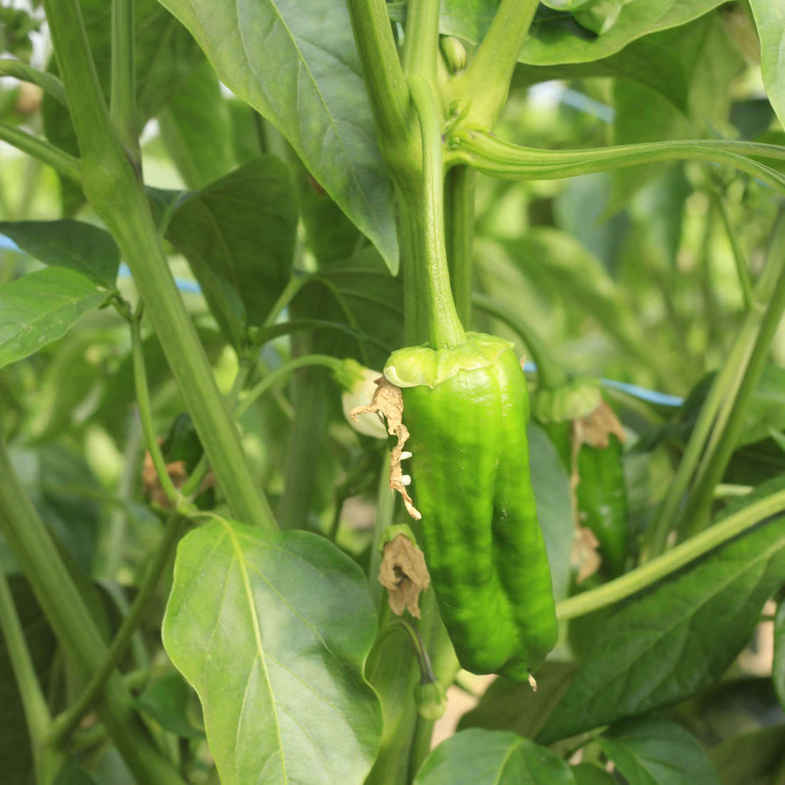 Padron Hot Chilli Pepper - ORGANIC - Italian Heirloom Vegetable - 10 Seeds