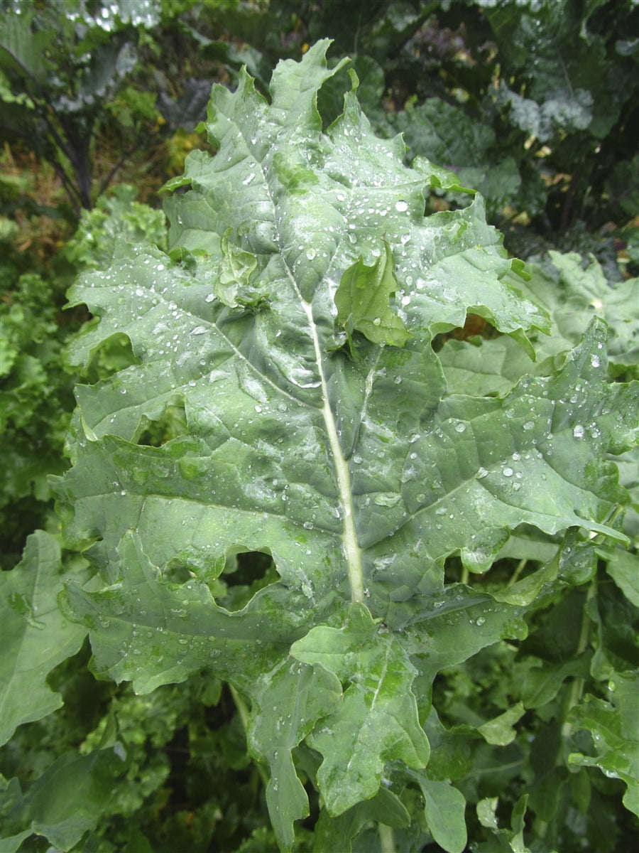 White Russian Kale - ORGANIC - Heirloom Vegetable - 50 Seeds
