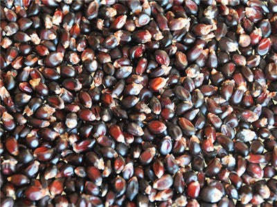 Dakota Black Popcorn - Heirloom Vegetable - 10 Seeds