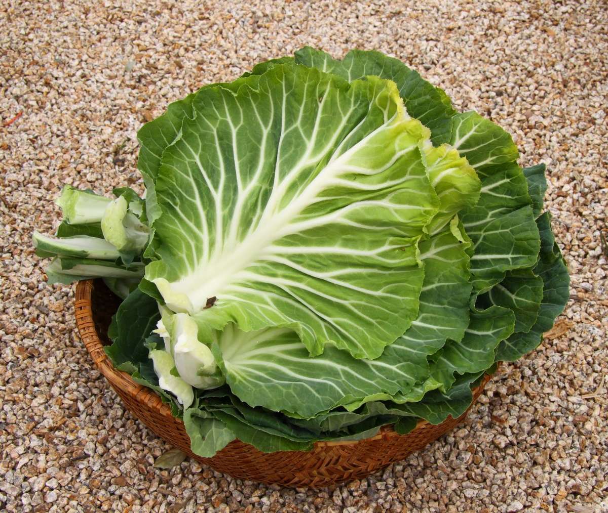 Couve Tronchuda Portuguese Kale / Cabbage - Heirloom Vegetable - B. oleracea- 100 Seeds
