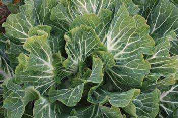 Couve Tronchuda Portuguese Kale / Cabbage - Bulk Vegetable Seeds - 200 grams