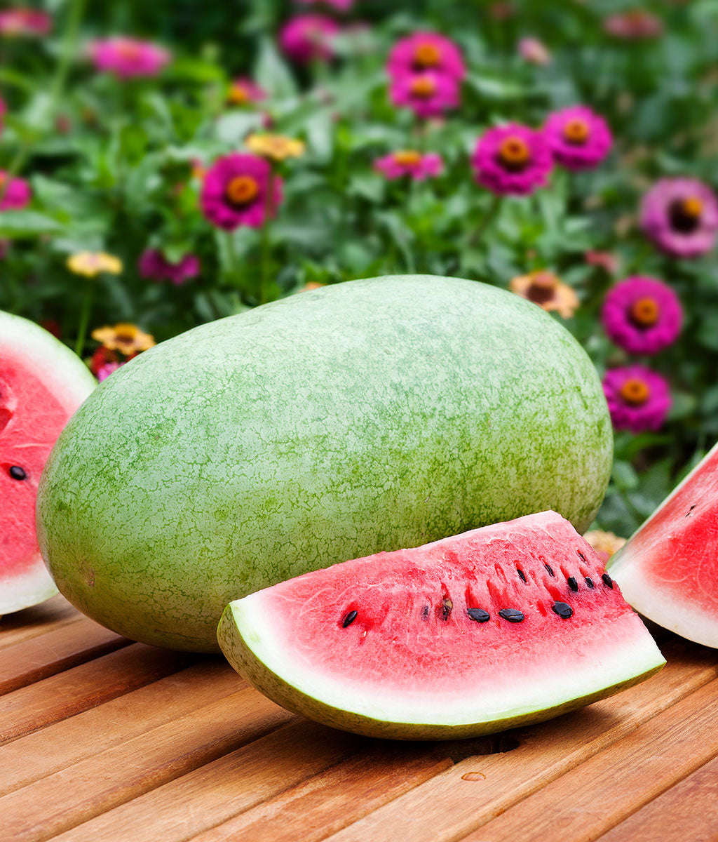 Charleston Grey Watermelon - Citrullus Lanatus - 15 Seeds