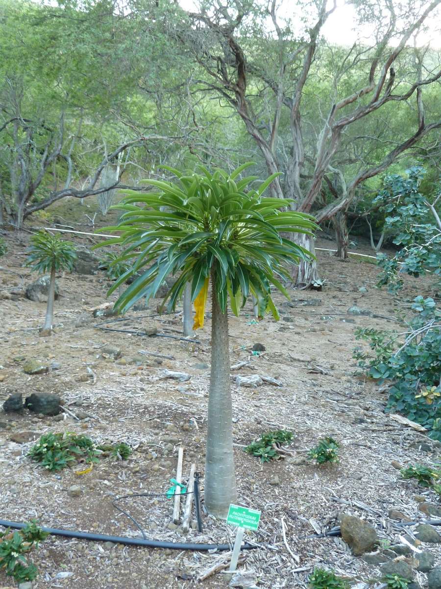Pachypodium rutenbergianum - Madagascan Palm - Rare African Succulent - 5 Seeds