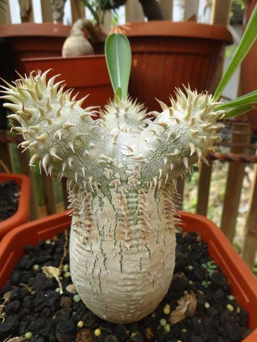 Pachypodium eburnium - Madagascan Palm - Rare African Succulent - 5 Seeds