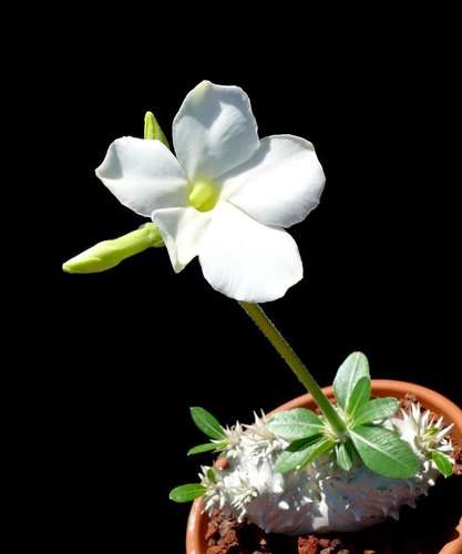 Pachypodium eburnium - Madagascan Palm - Rare African Succulent - 5 Seeds