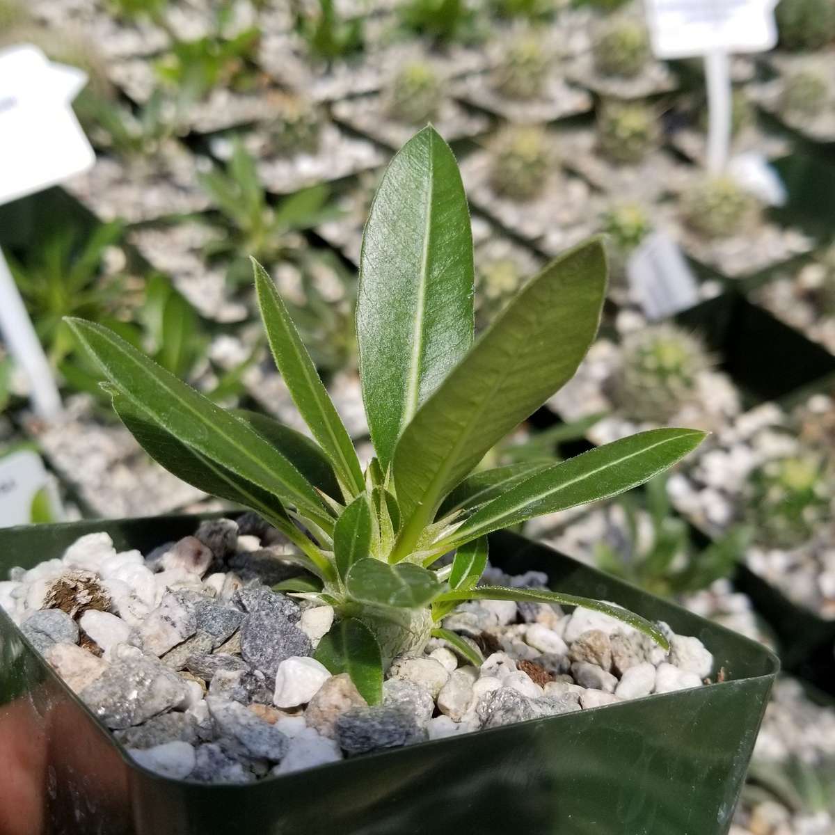 Pachypodium eburnium - Madagascan Palm - Rare African Succulent - 5 Seeds