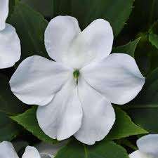 Impatiens Beacon - White - Bizzy Lizzies - Annual - 10 Seeds