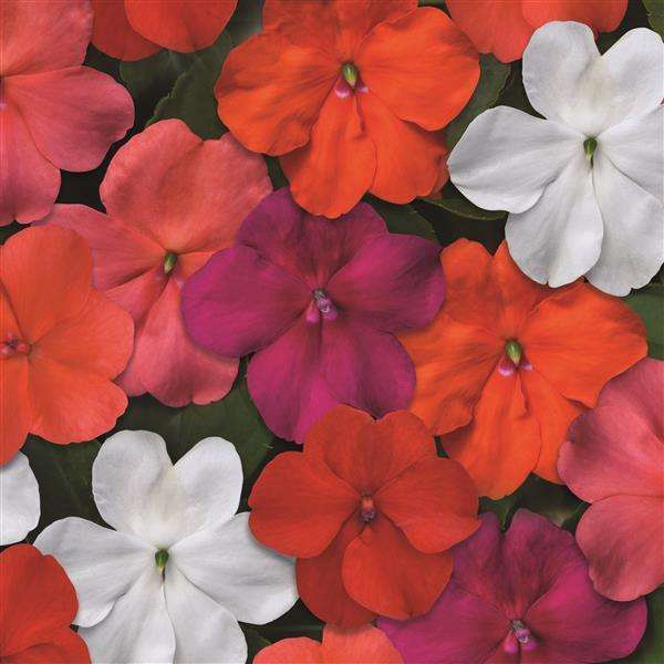 Impatiens Beacon - Mixed Colours - Bizzy Lizzies - Annual - 10 Seeds