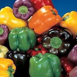 Rainbow Sweet Bell Pepper Mix - Capsicum Annuum - Heirloom Vegetable - 20 Seeds - 20 Seeds
