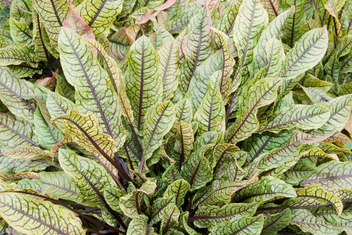 Bloody Sorrel Seeds - Herb - 100 Seeds