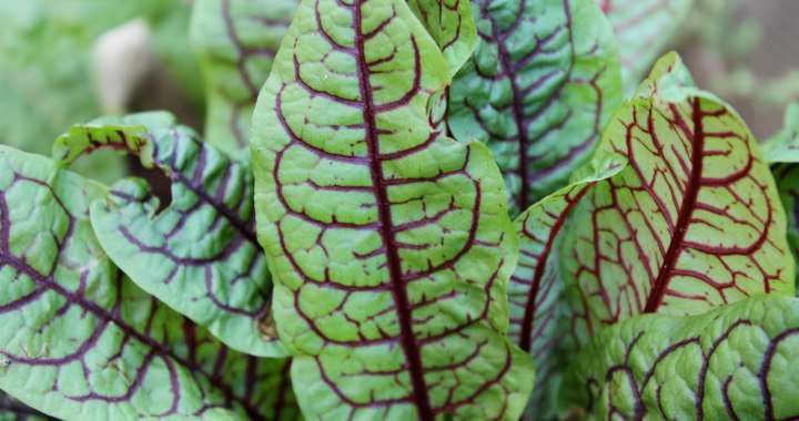 Bloody Sorrel Seeds - Herb - 100 Seeds