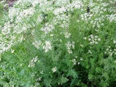 Cumin - Cuminum cyminum - Herb - 100 Seeds
