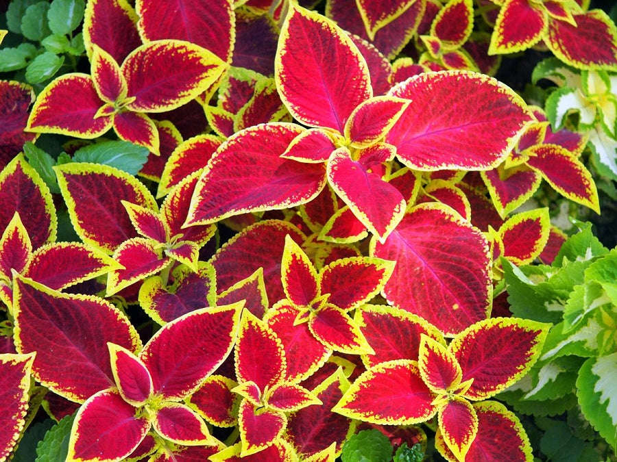 Coleus Wizard Scarlet - Perennial - Solenostemon - 20 Seeds