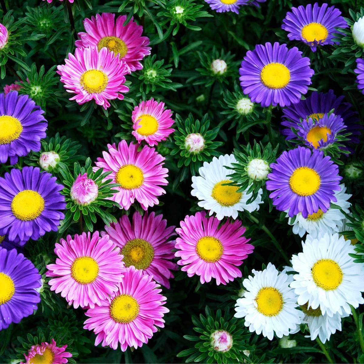 Aster Rainbow Single Mix - Callistephus chinensis - Annual Flower - 100 Seeds