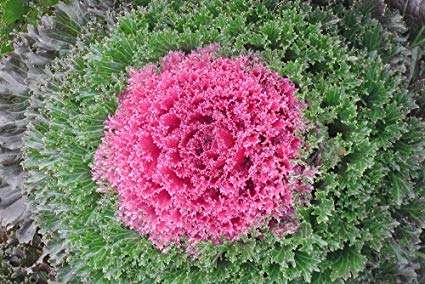 Ornamental Flowering Kale- Kamome Red - 10 Seeds