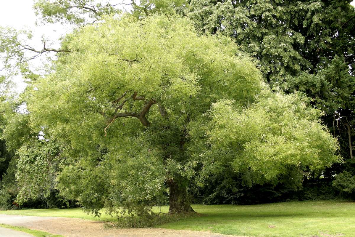 Japanese Pagoda Tree - Styphnolobium japonicum / Sophora japonica - Exotic / Rare Bonsai Tree - 5...