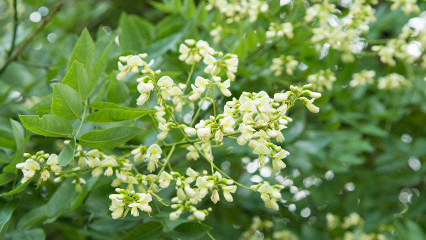 Japanese Pagoda Tree - Styphnolobium japonicum / Sophora japonica - Exotic / Rare Bonsai Tree - 5...
