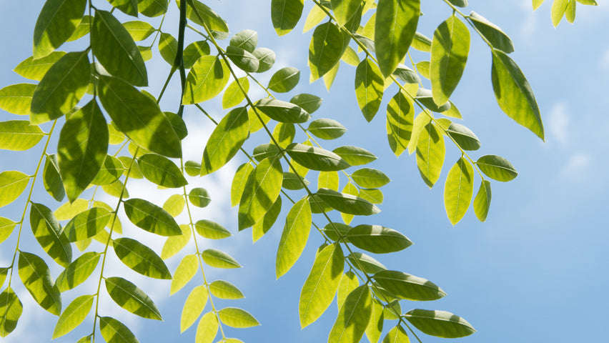 Japanese Pagoda Tree - Styphnolobium japonicum / Sophora japonica - Exotic / Rare Bonsai Tree - 5...