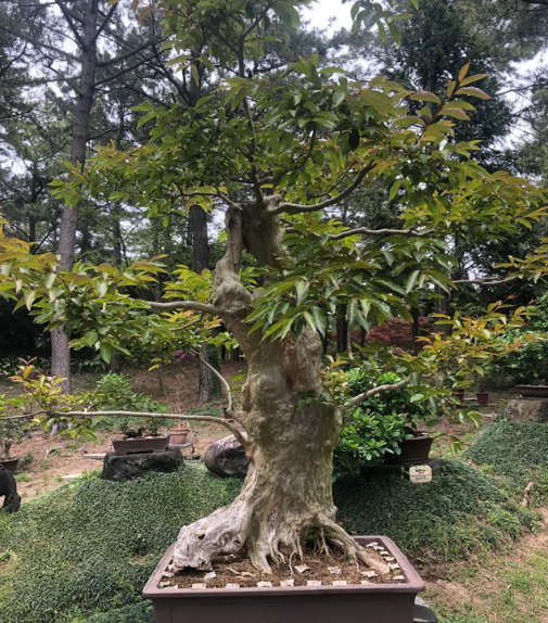 Japanese Pagoda Tree - Styphnolobium japonicum / Sophora japonica - Exotic / Rare Bonsai Tree - 5...