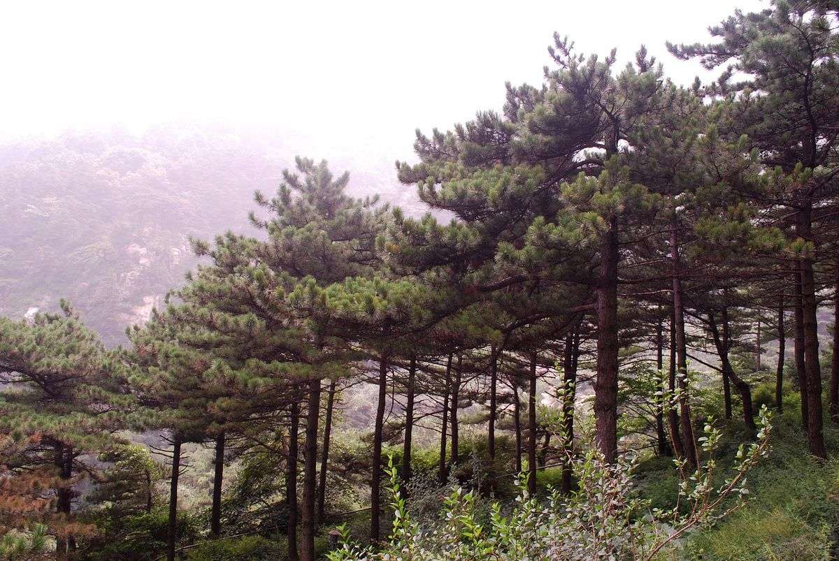 Chinese Red Pine Tree - Pinus tabuliformis - Exotic / Rare Bonsai Tree - 5 Seeds