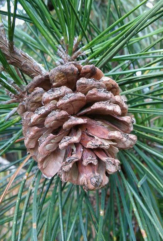 Chinese Red Pine Tree - Pinus tabuliformis - Exotic / Rare Bonsai Tree - 5 Seeds