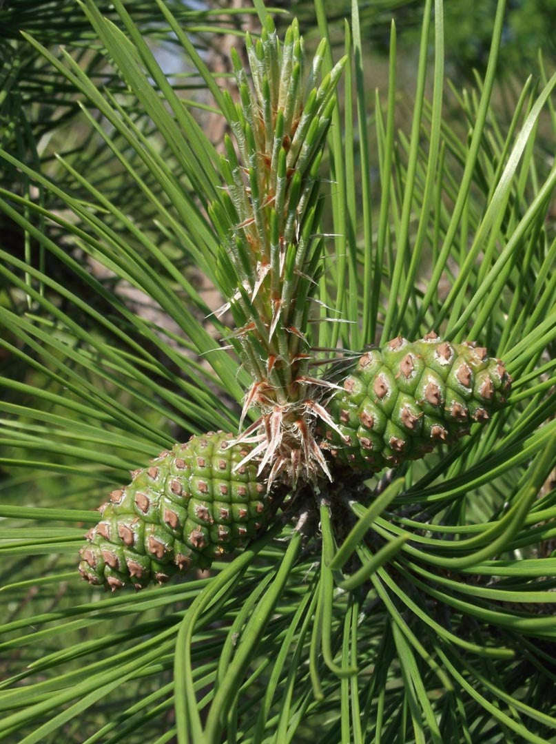 Chinese Red Pine Tree - Pinus tabuliformis - Exotic / Rare Bonsai Tree - 5 Seeds