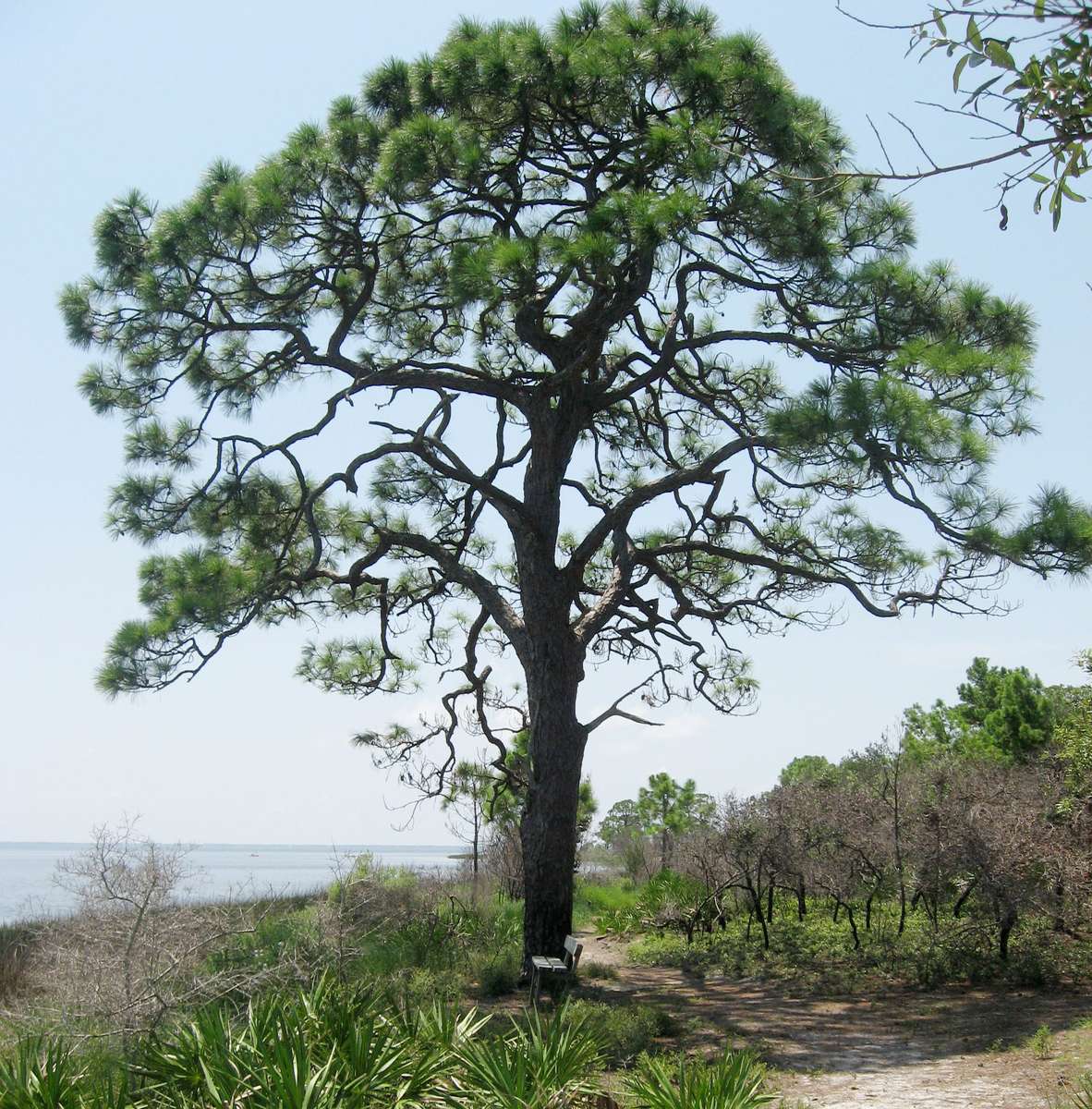 Slash Pine Tree - Pinus elliottii - Exotic / Rare Bonsai Tree - 5 Seeds