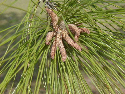 Slash Pine Tree - Pinus elliottii - Exotic / Rare Bonsai Tree - 5 Seeds