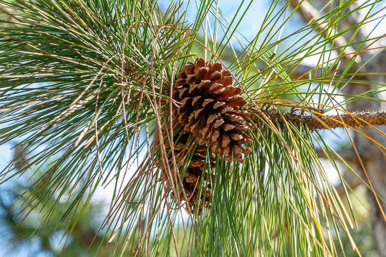 Slash Pine Tree - Pinus elliottii - Exotic / Rare Bonsai Tree - 5 Seeds