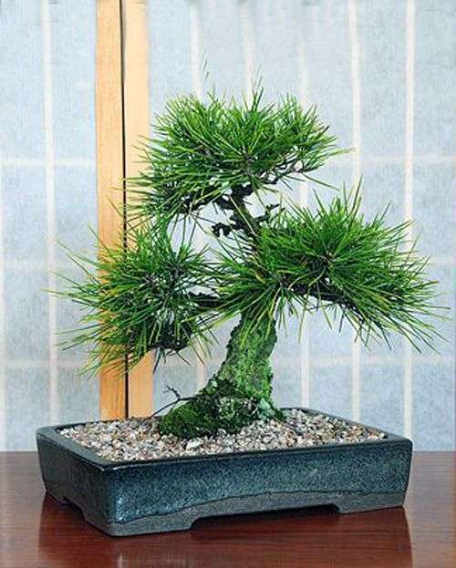 Slash Pine Tree - Pinus elliottii - Exotic / Rare Bonsai Tree - 5 Seeds