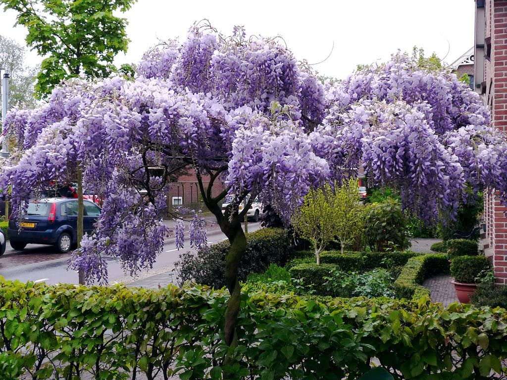 Wisteria floribunda - Purple Japanese Wisteria - Exotic / Rare Bonsai Tree / Climbing Vine - 5 Seeds