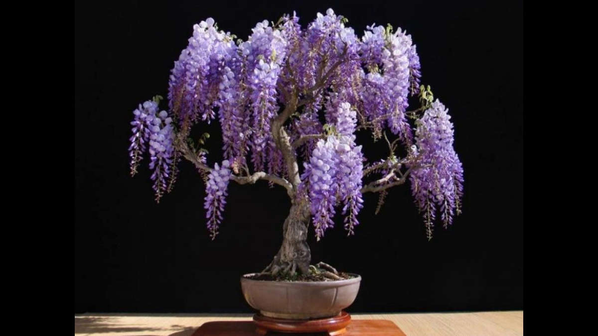 Wisteria floribunda - Purple Japanese Wisteria - Exotic / Rare Bonsai Tree / Climbing Vine - 5 Seeds