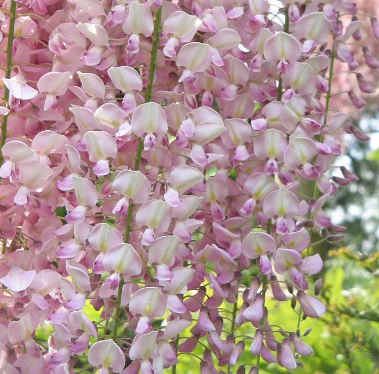 Wisteria floribunda - Pink Japanese Wisteria - Exotic / Rare Bonsai Tree / Climbing Vine - 5 Seeds