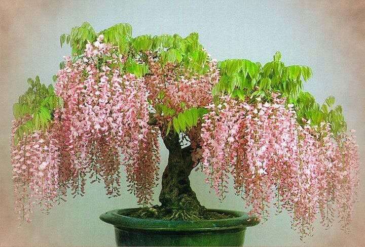 Wisteria floribunda - Pink Japanese Wisteria - Exotic / Rare Bonsai Tree / Climbing Vine - 5 Seeds
