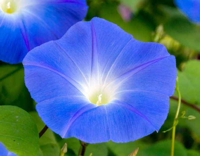 Big Blue Morning Glory Climbing Vine - Ipomoea Tricolor - 20 Seeds